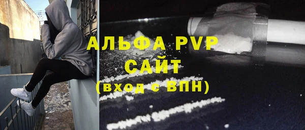 сатива Новозыбков