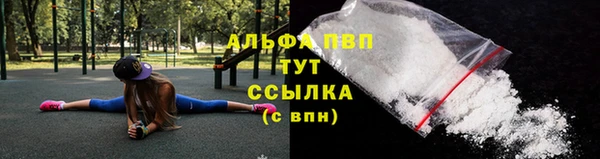сатива Новозыбков
