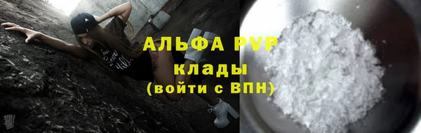 сатива Новозыбков