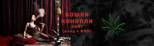 сатива Новозыбков